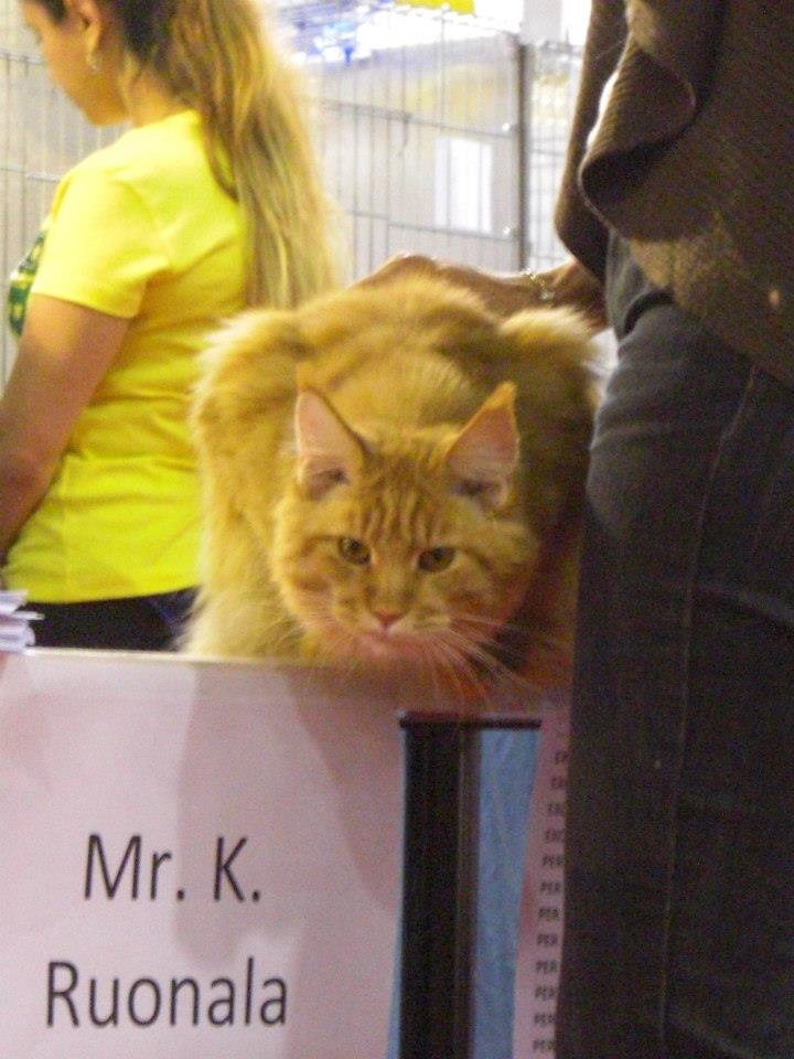 kocięta maine coon