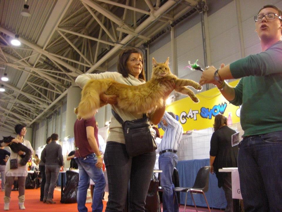 kocięta maine coon
