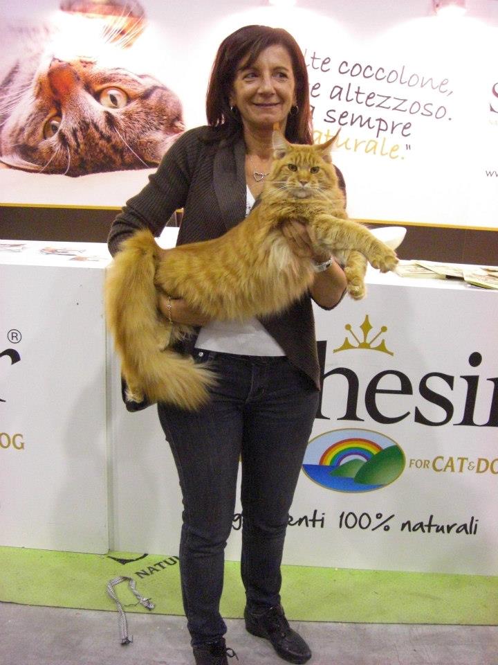 kocięta maine coon