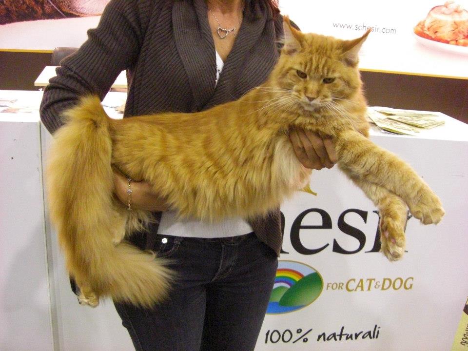 kocięta maine coon