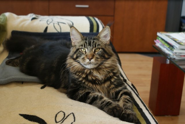 kocięta maine coon