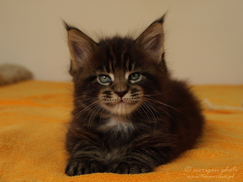 kocięta maine coon