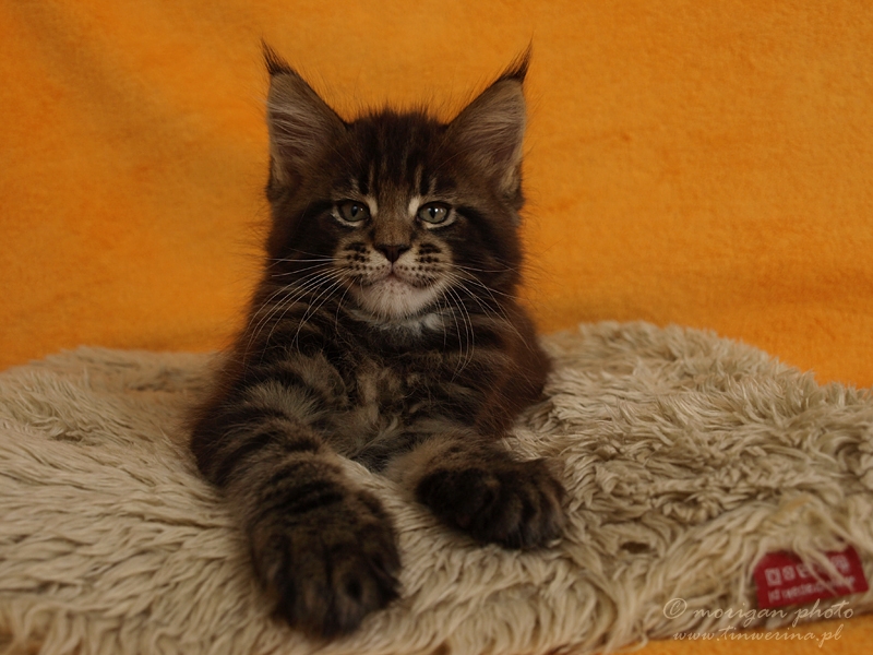 kocięta maine coon
