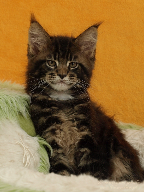 kocięta maine coon