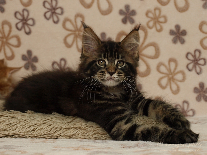 kocięta maine coon