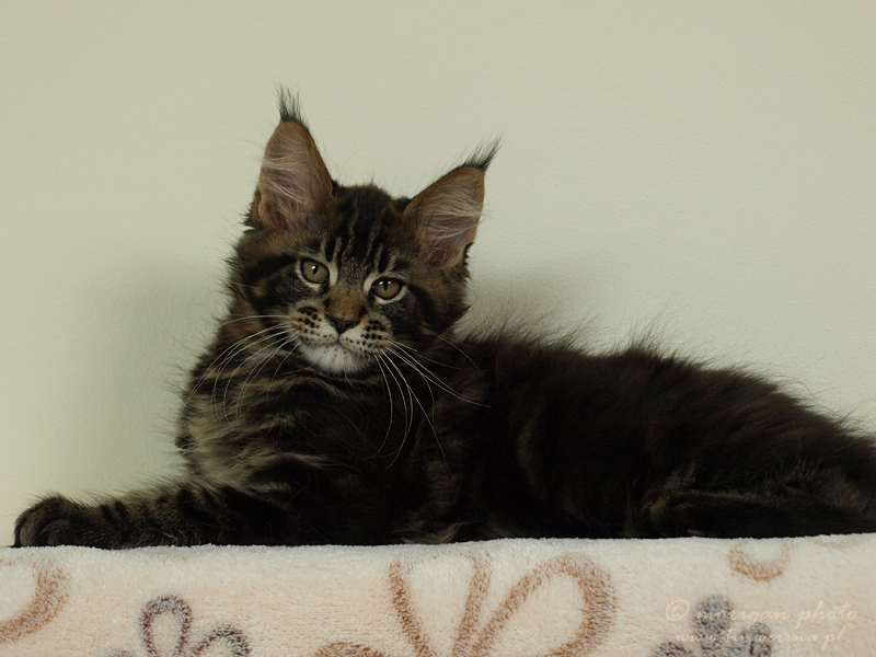 kocięta maine coon