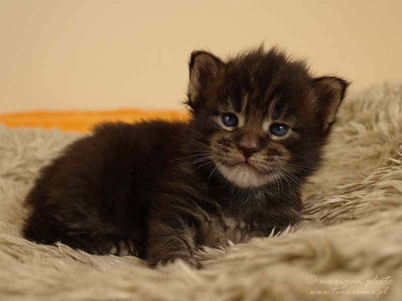 kocięta maine coon