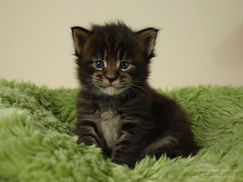 kocięta maine coon