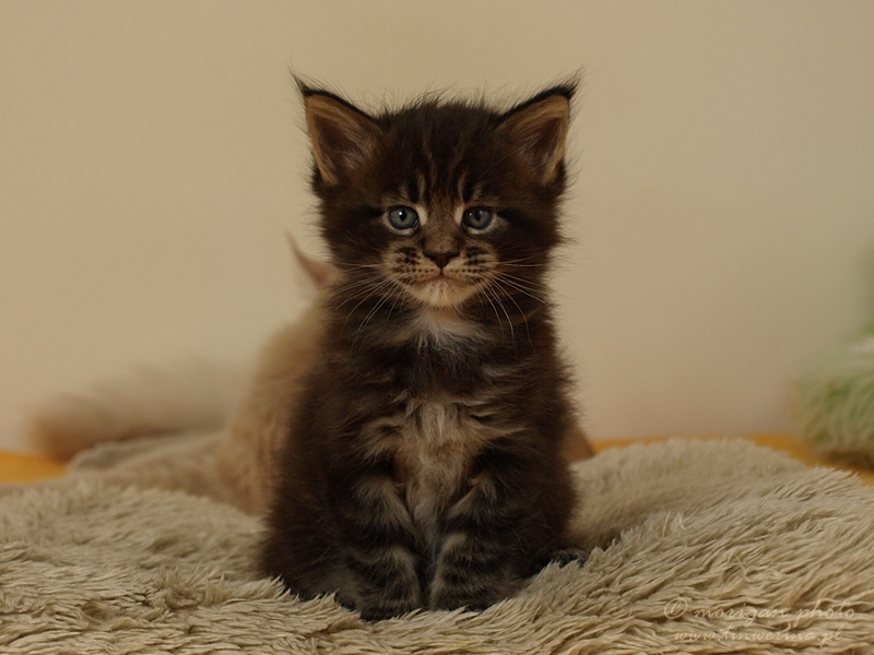 kocięta maine coon