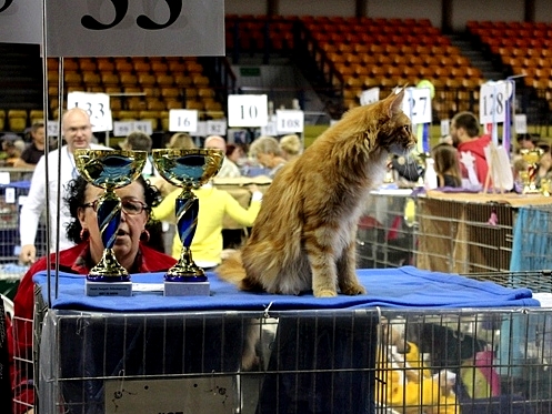 kocięta maine coon