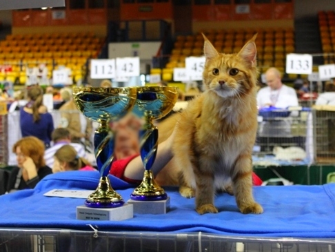 kocięta maine coon