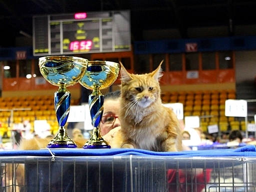kocięta maine coon