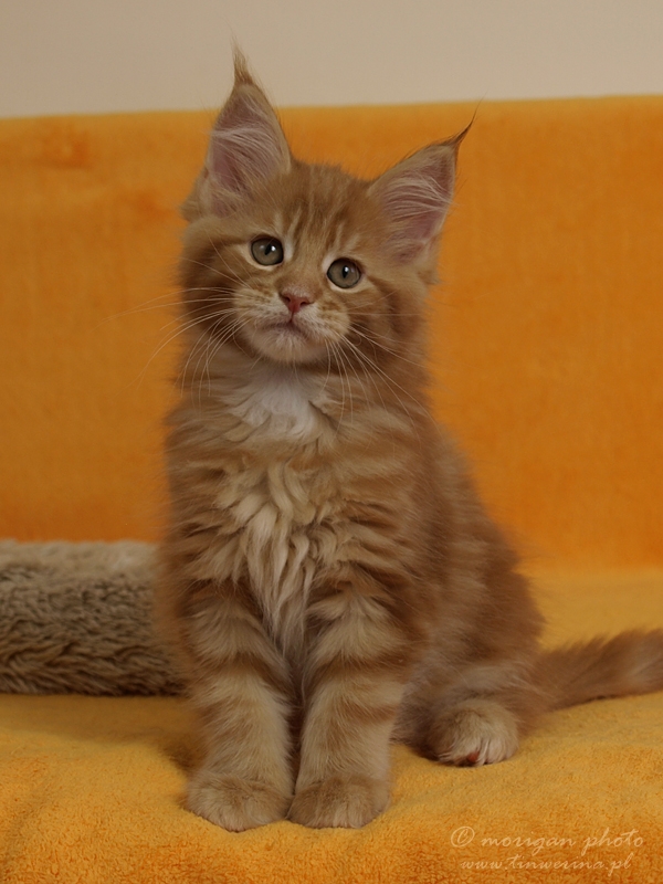 kocięta maine coon