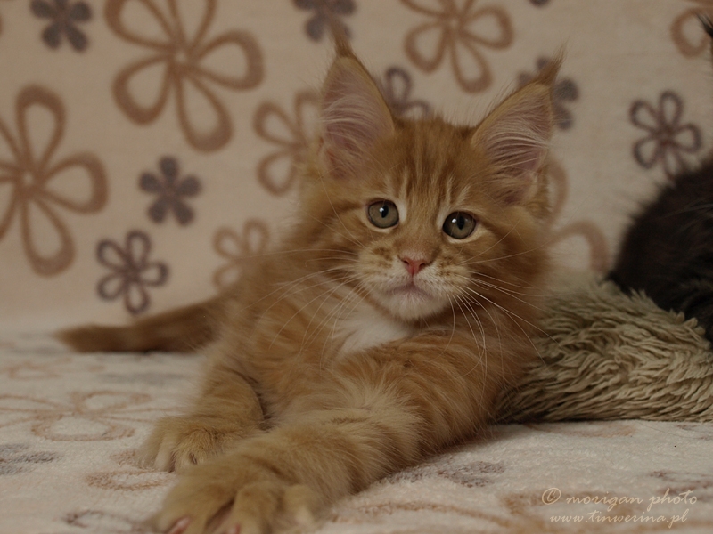kocięta maine coon
