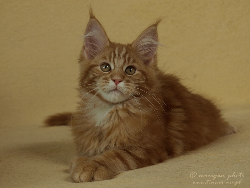 kocięta maine coon