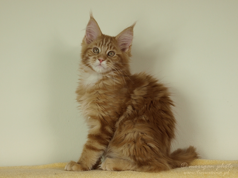 kocięta maine coon