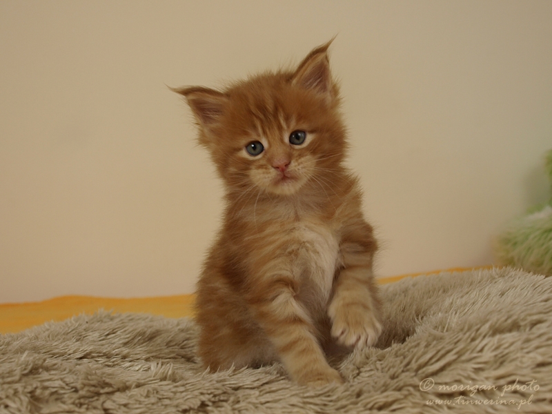 kocięta maine coon