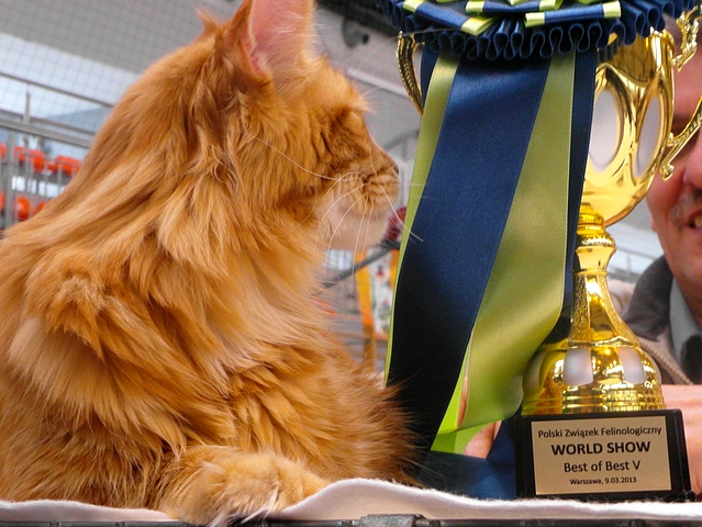 kocięta maine coon