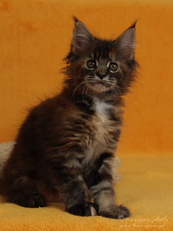 kocięta maine coon