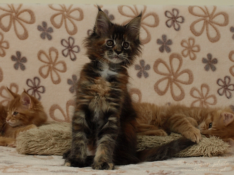 kocięta maine coon