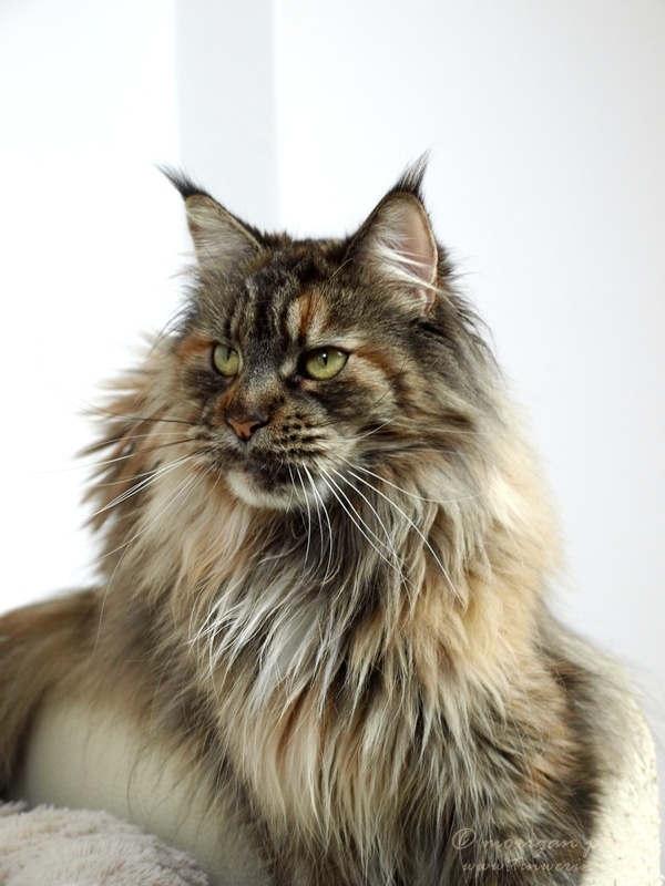 kocięta maine coon