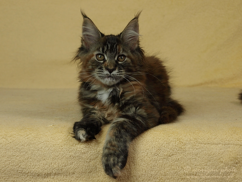 kocięta maine coon