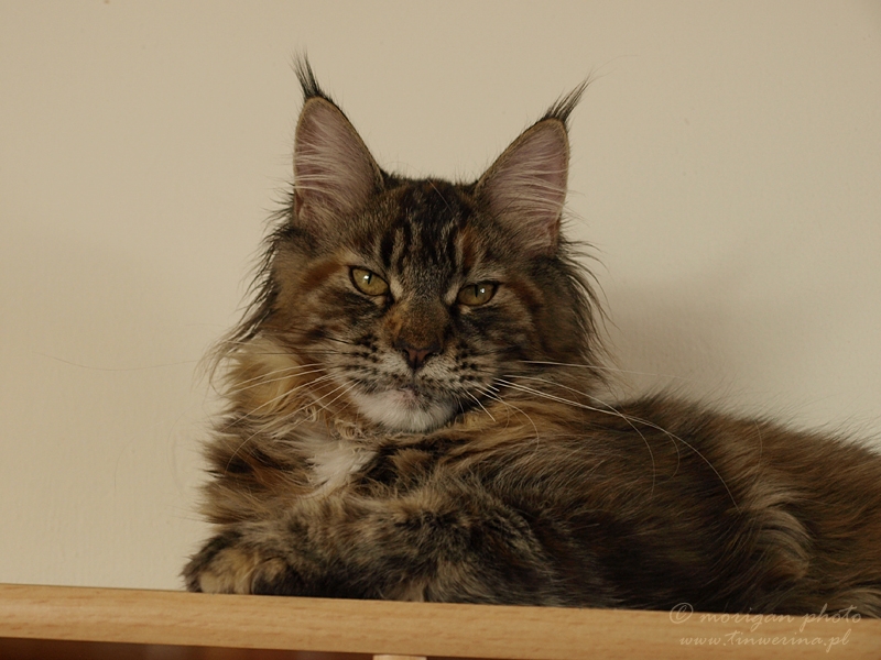 kocięta maine coon