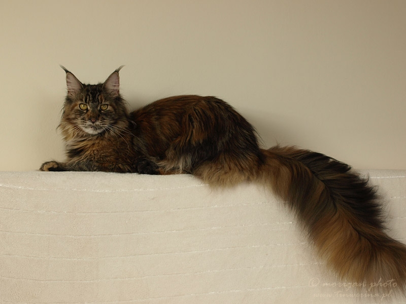 kocięta maine coon
