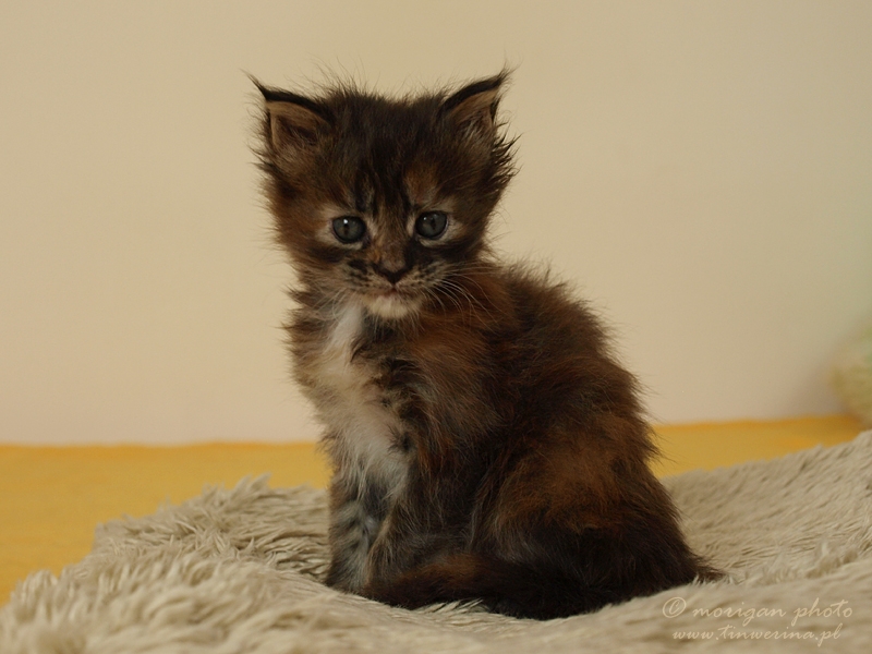 kocięta maine coon