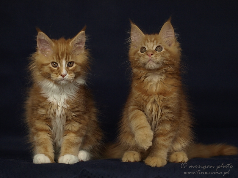 kocięta maine coon
