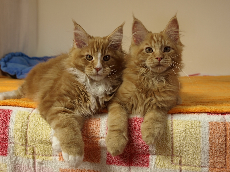 kocięta maine coon