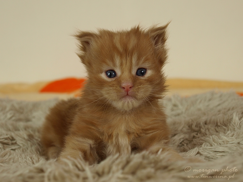 kocięta maine coon