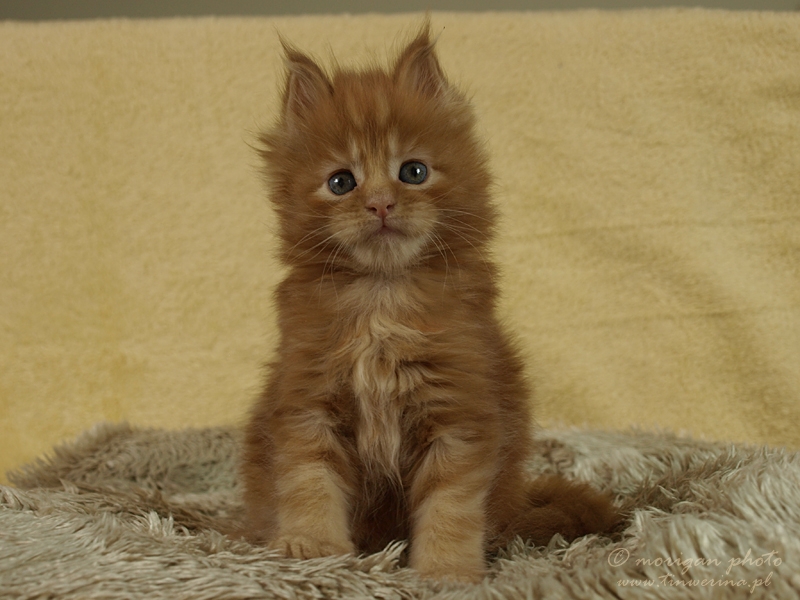 kocięta maine coon