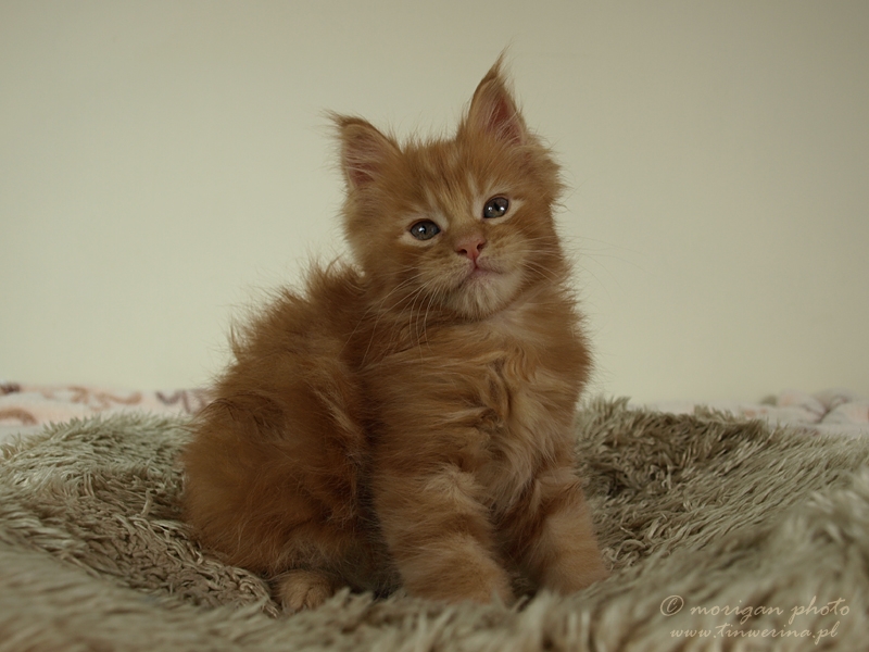 kocięta maine coon