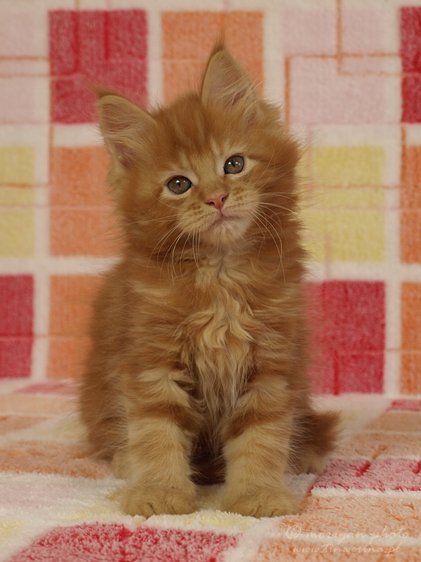 kocięta maine coon