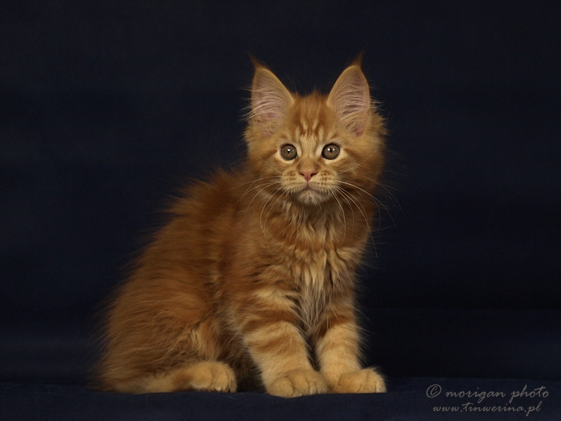 kocięta maine coon