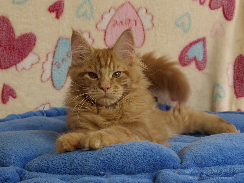 kocięta maine coon