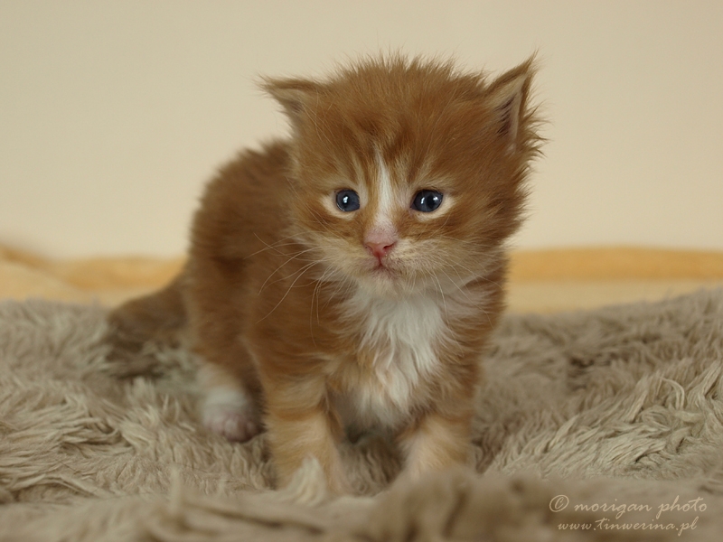 kocięta maine coon