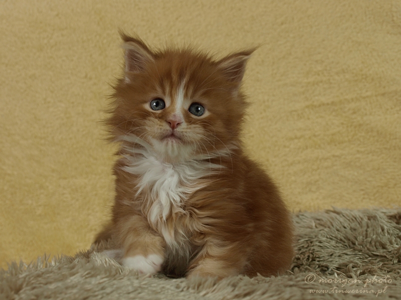kocięta maine coon