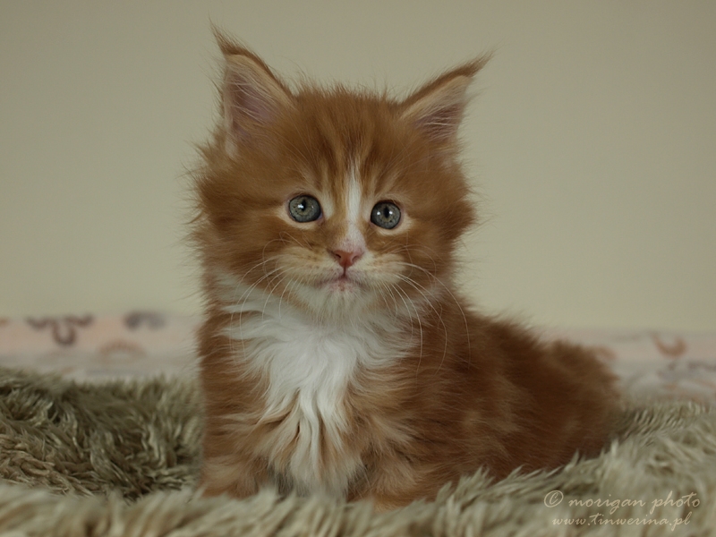 kocięta maine coon