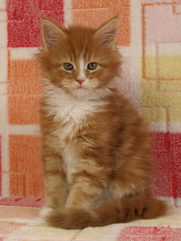 kocięta maine coon