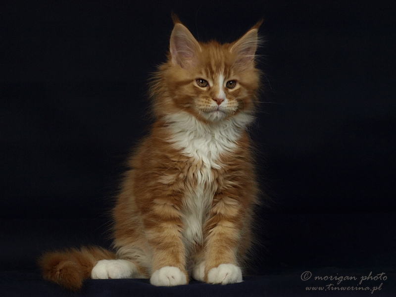 kocięta maine coon