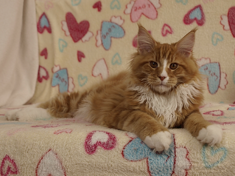 kocięta maine coon
