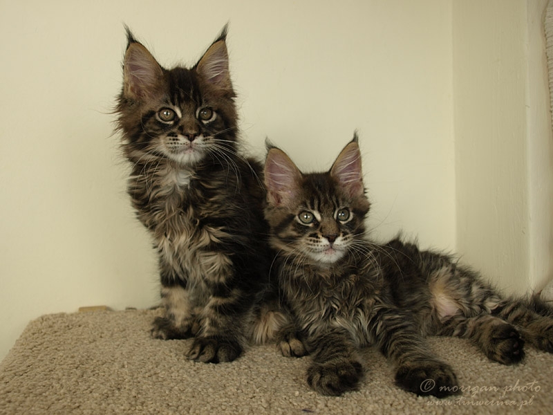 kocięta maine coon