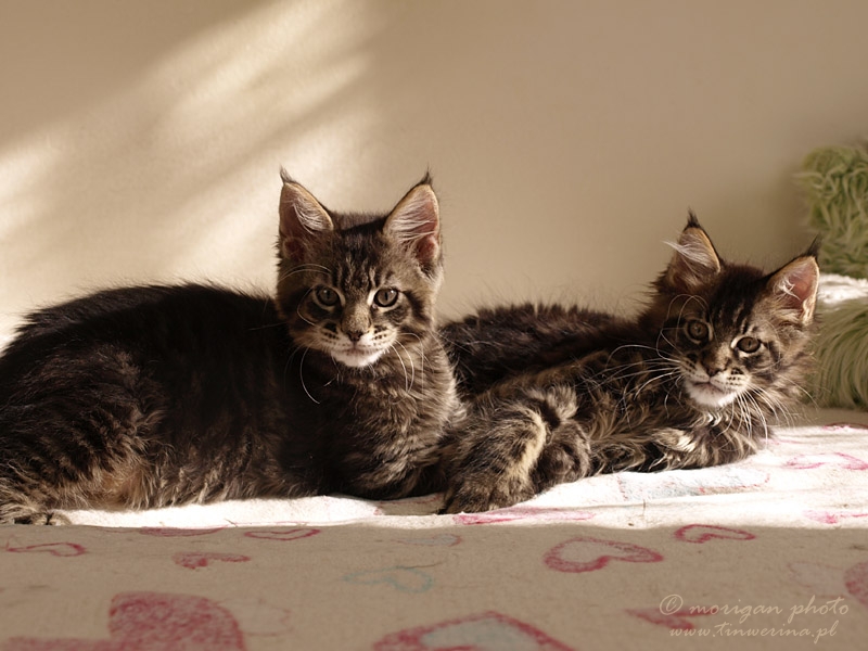 kocięta maine coon