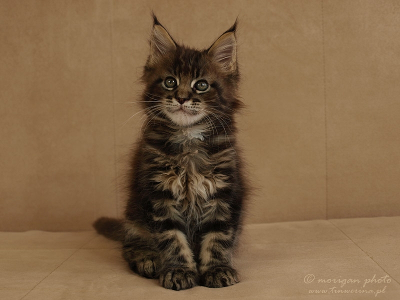 kocięta maine coon