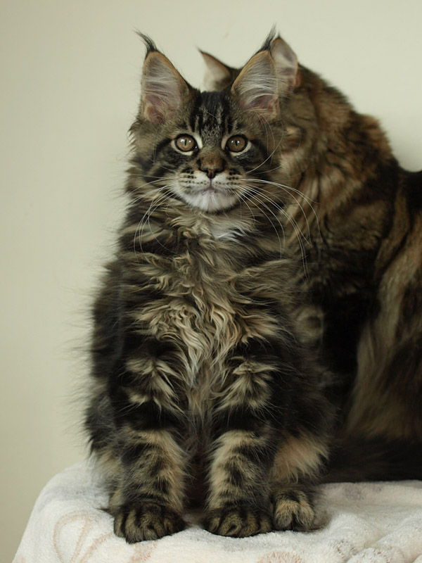 kocięta maine coon