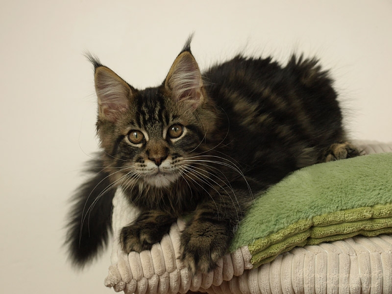 kocięta maine coon