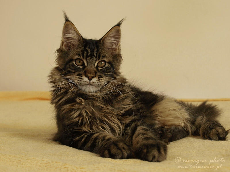 kocięta maine coon
