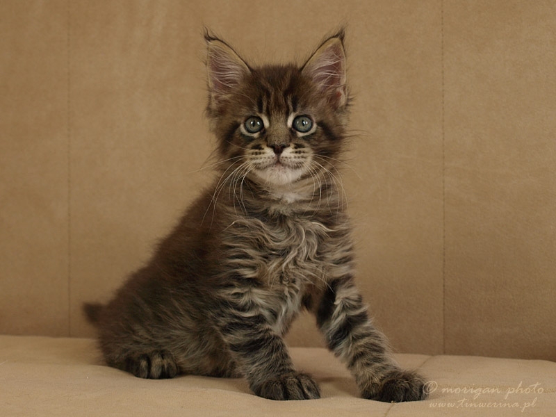 kocięta maine coon